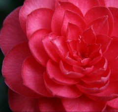 Camellia Japonica 'Roja'